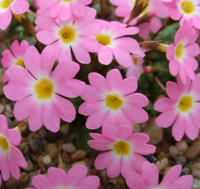 Primula clarkei