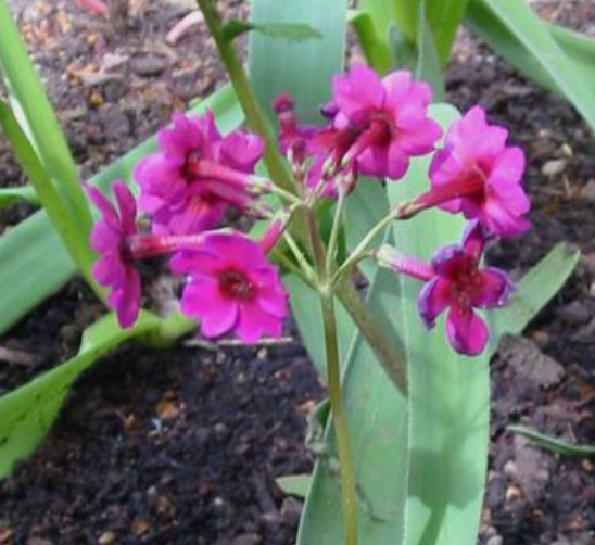 Primula  candelabra type deep pink