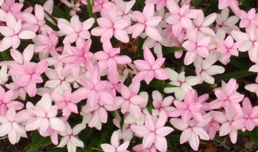 Rhodohypoxis baurii pink and white