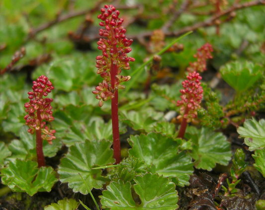 Gunnera magellanica