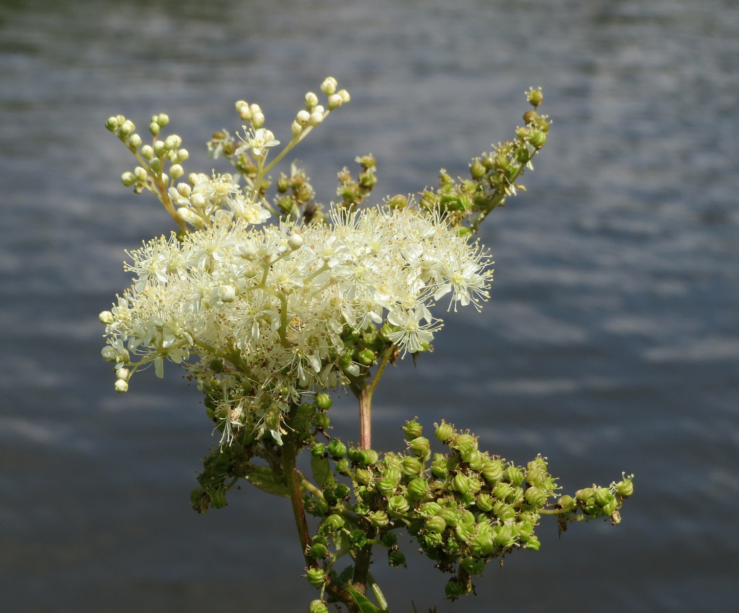 Filipendula ulmarina