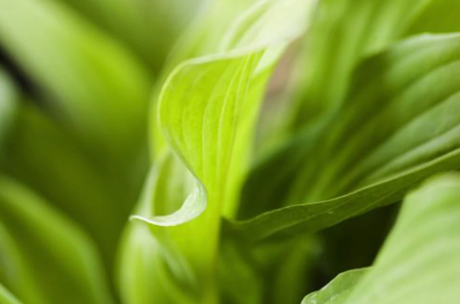 Hosta Lemon Lime