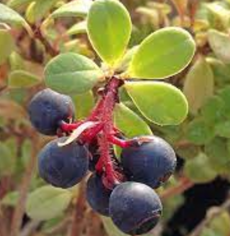 Vaccinium delavayii