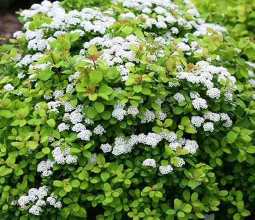 Spiraea 'Sophie'