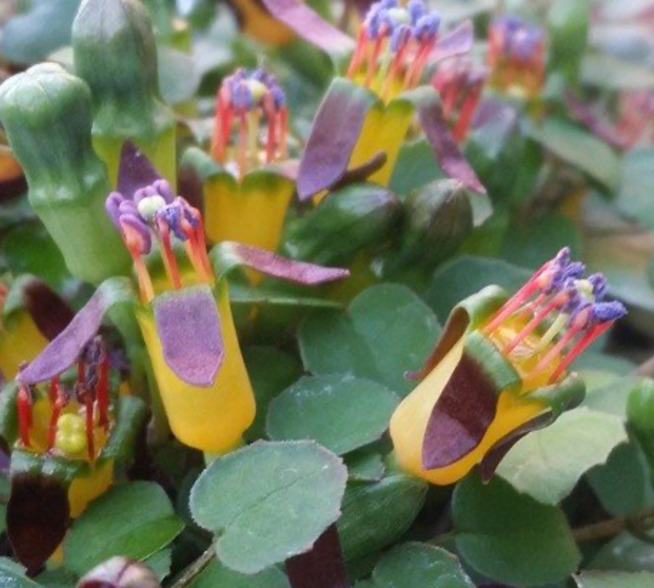 Fuchsia procumbens