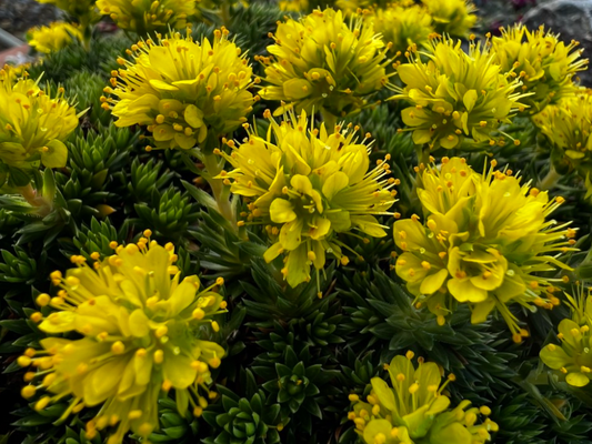 Saxifraga juniperifolia