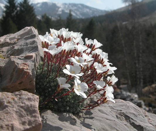 Saxifraga burseriana