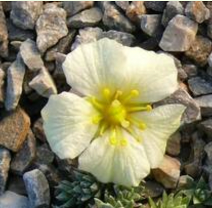 Saxifraga 'Faldonside'