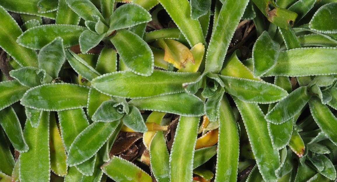 Saxifraga hostii