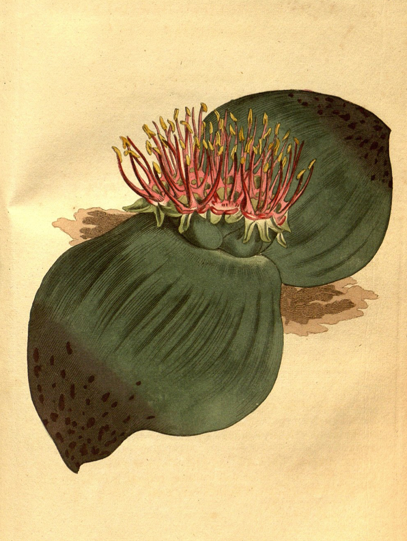 Massonia depressa