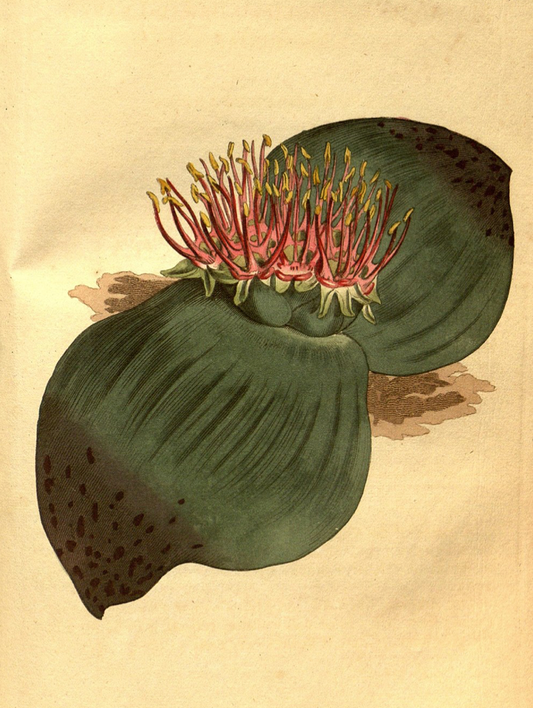 Massonia depressa