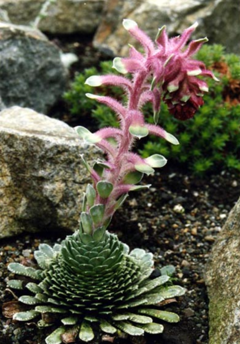 Saxifraga frederici augustii