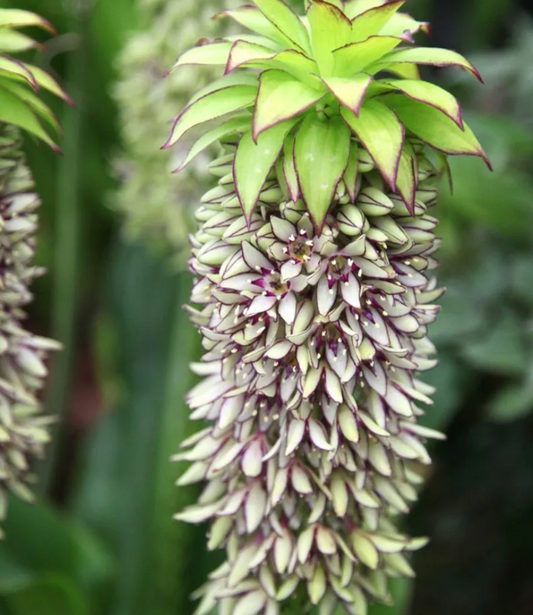 Eucomis