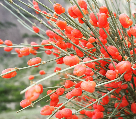 Ephedra minuta