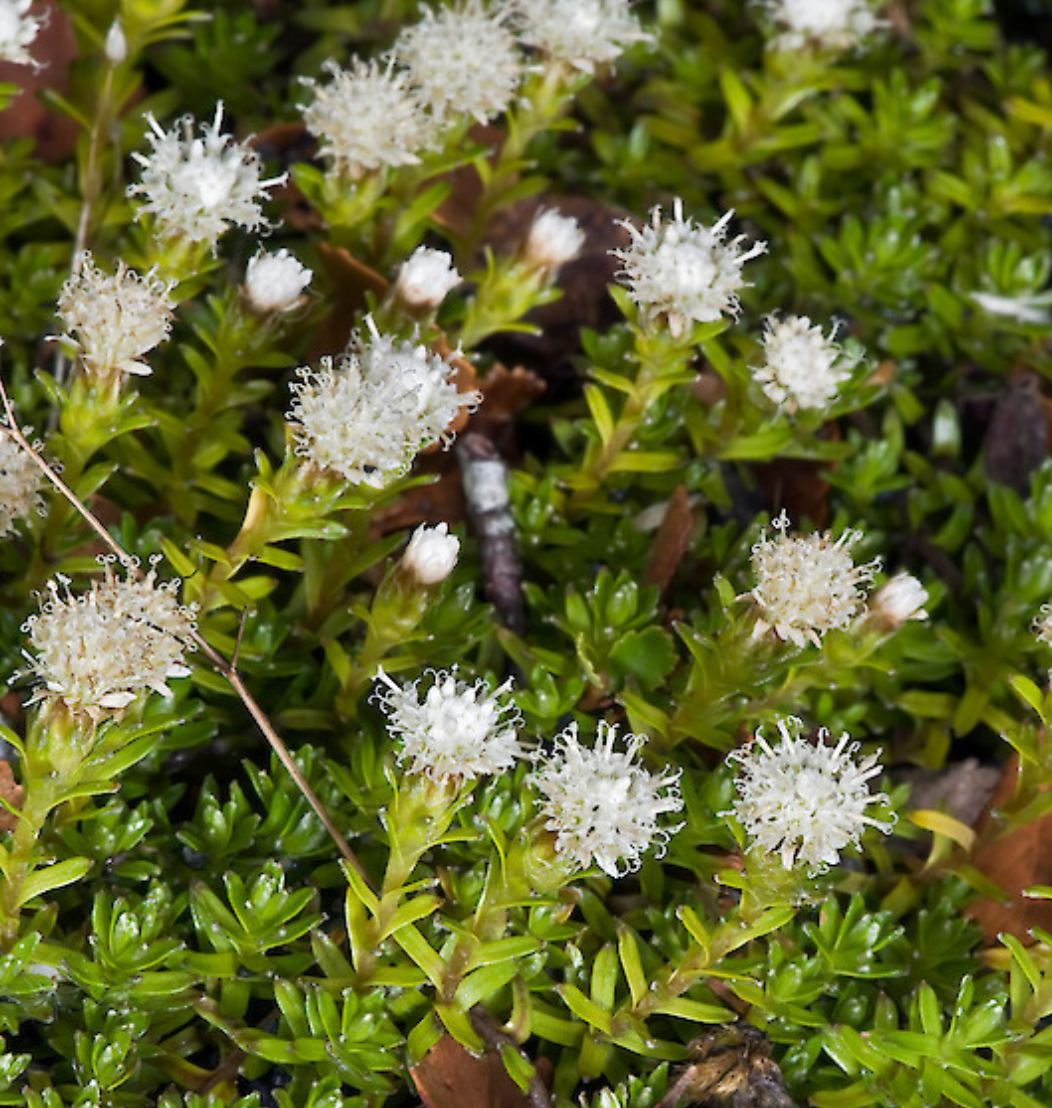 Raoulia glabra