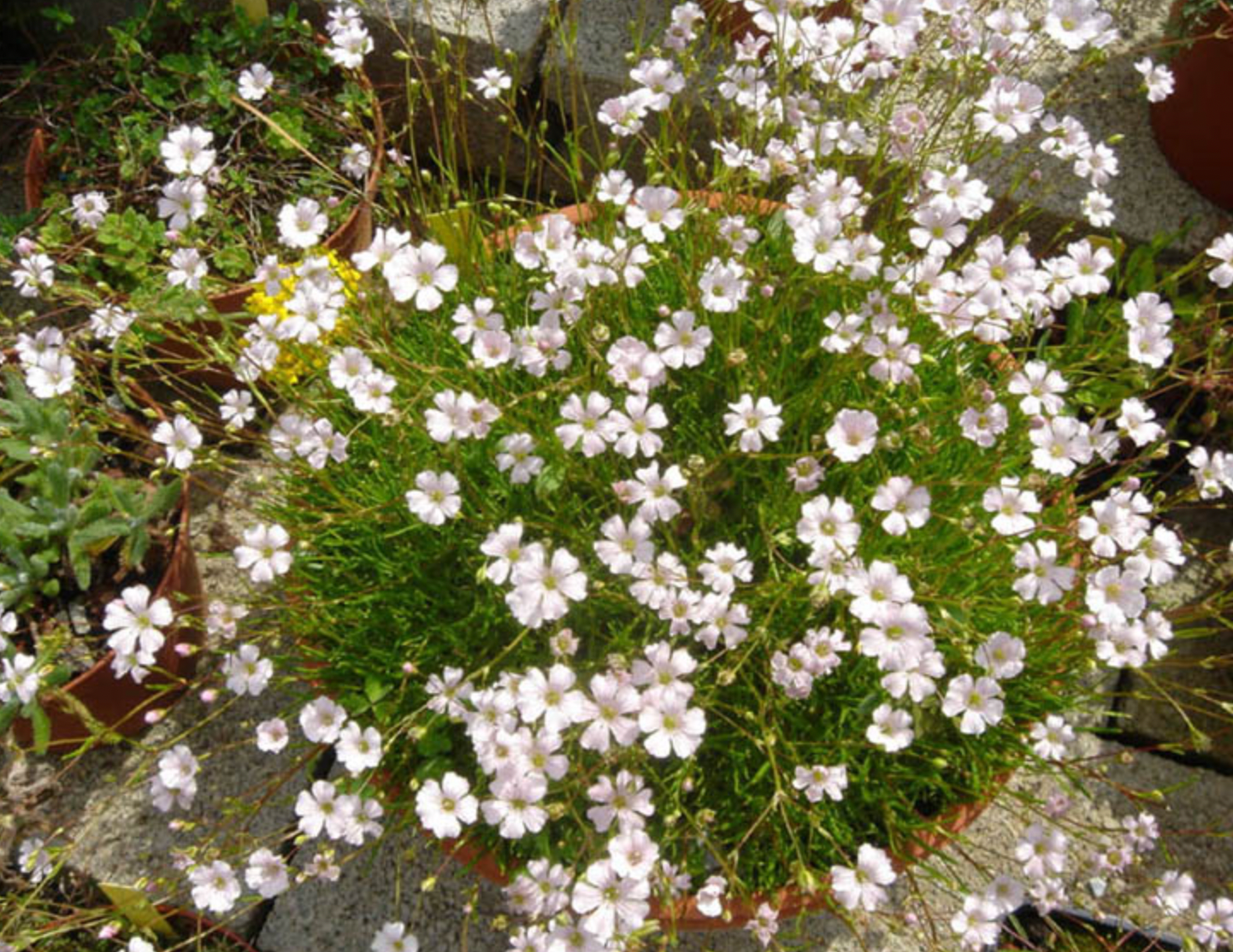 Gypsophila tenuifolium