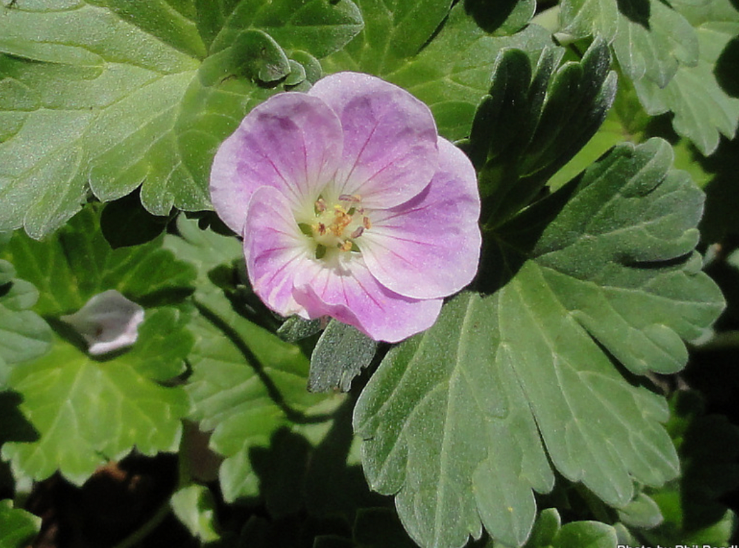 Geranium traversii