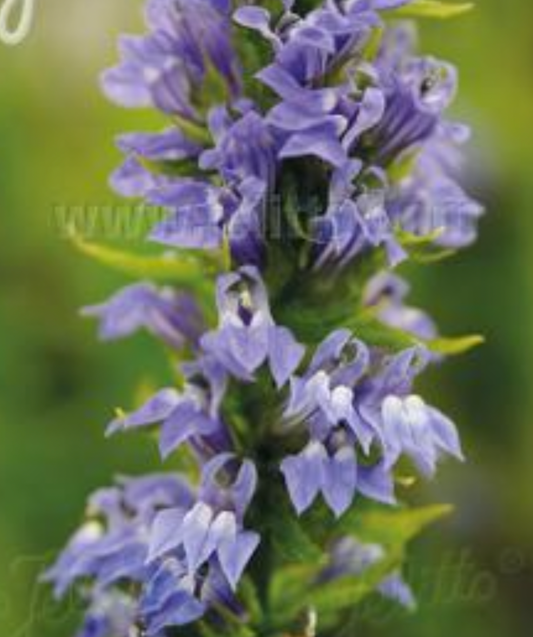 Lobelia siphilitica