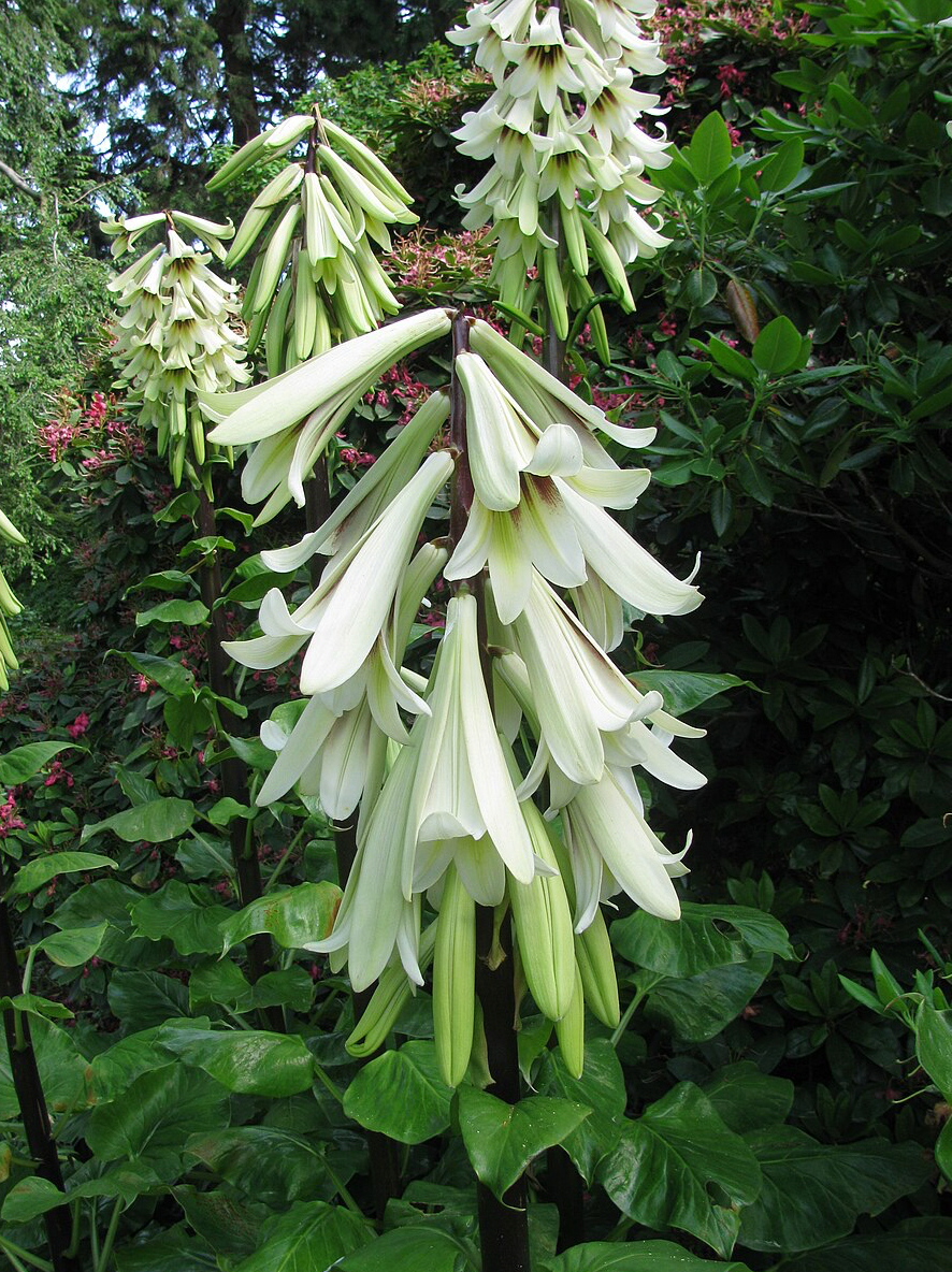 Cardiocrinum giganteum