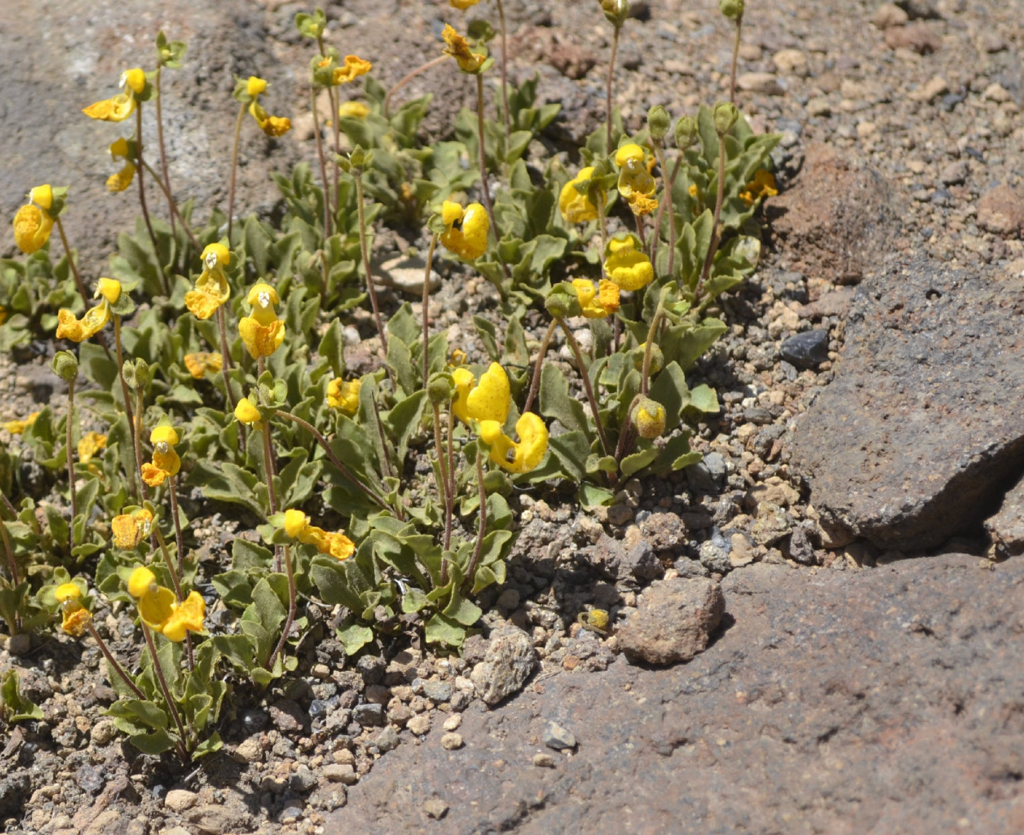 Calceolaria polyrhiza