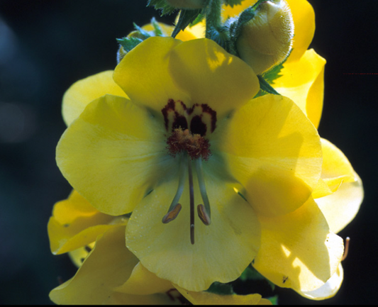 Verbascum creticum 'Cotswold King'