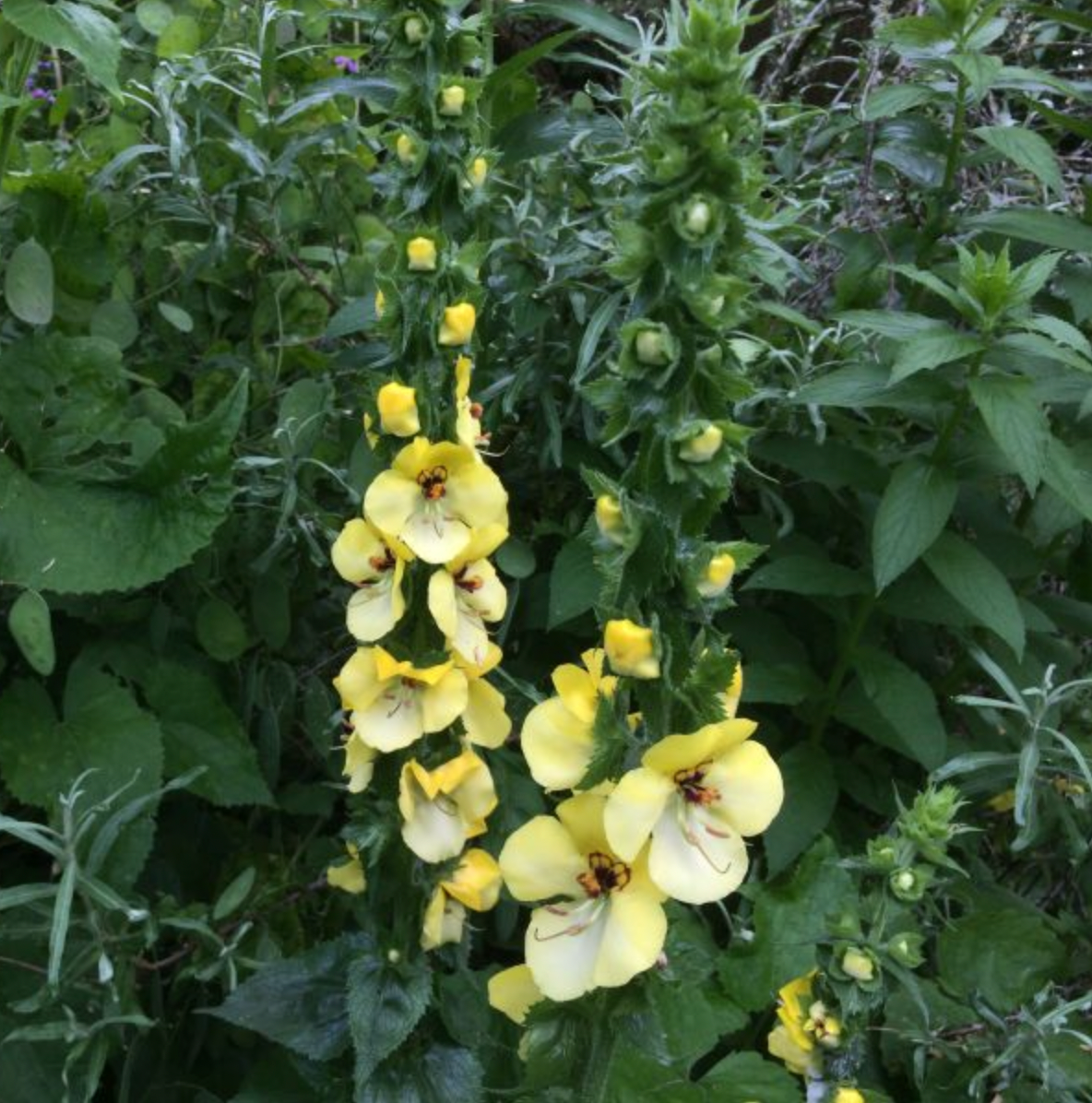 Verbascum creticum 'Cotswold King'