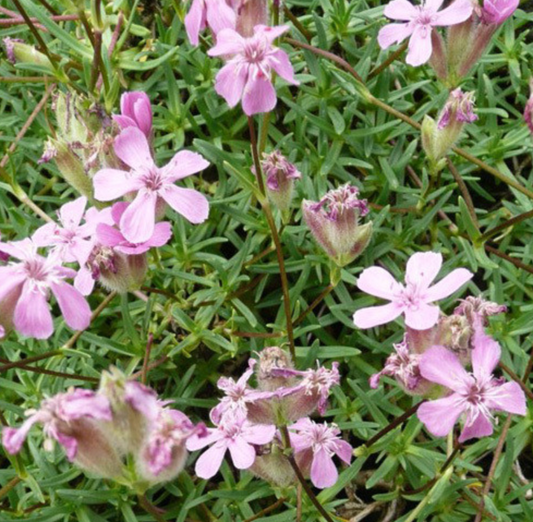 Saponaria caespitosa