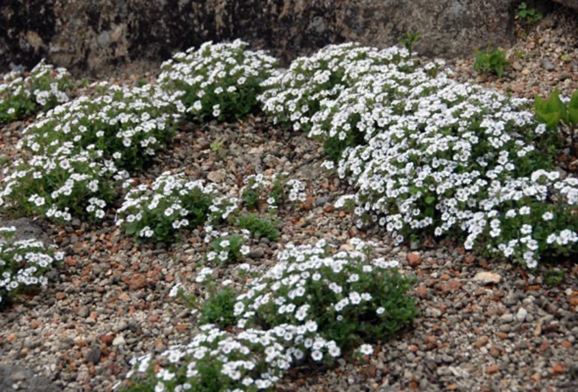 Gypsophila cerastioides