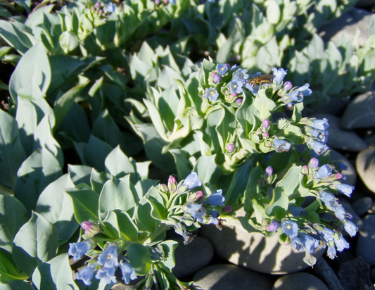 Mertensia marítima