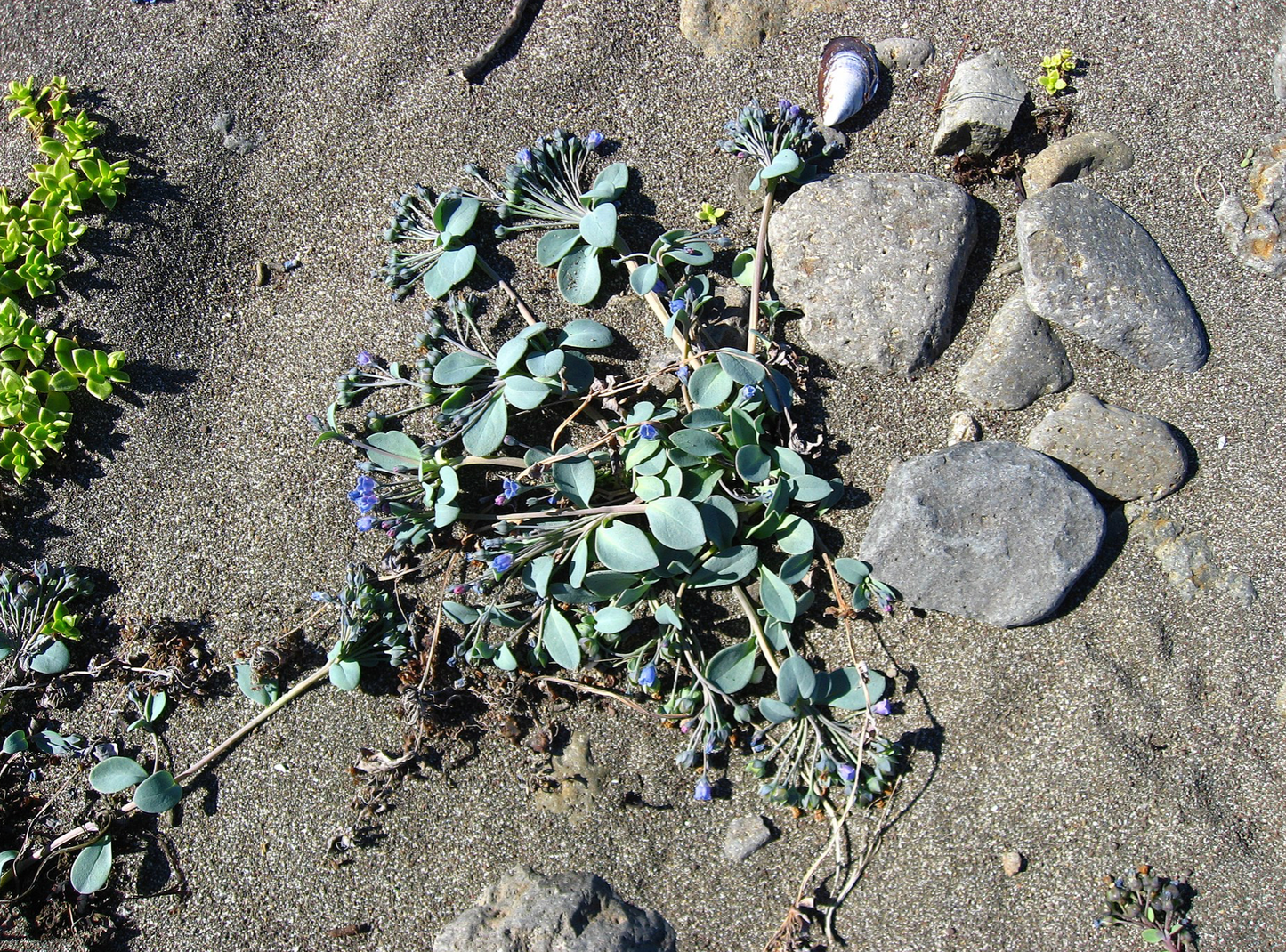 Mertensia marítima