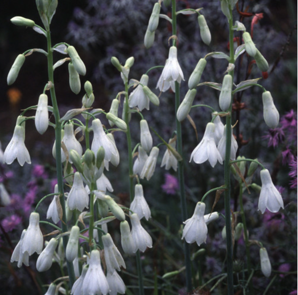 Galtonia candicans