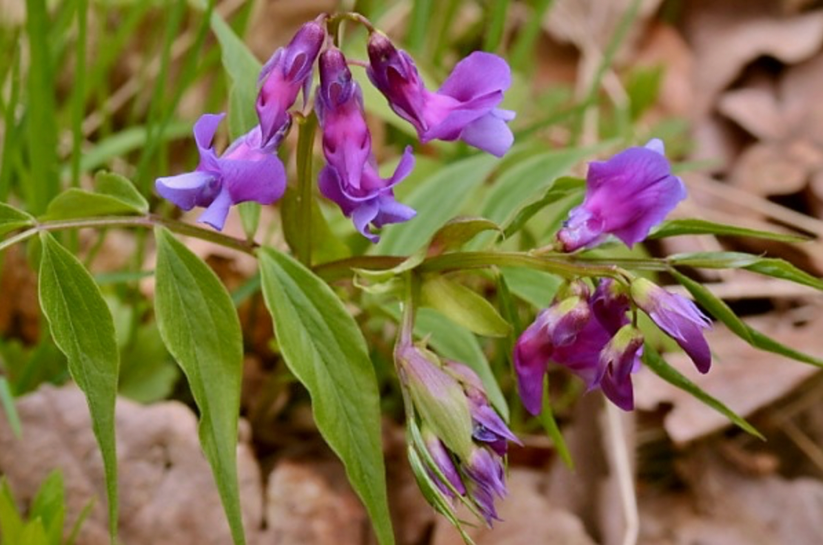 Lathyrus vernus