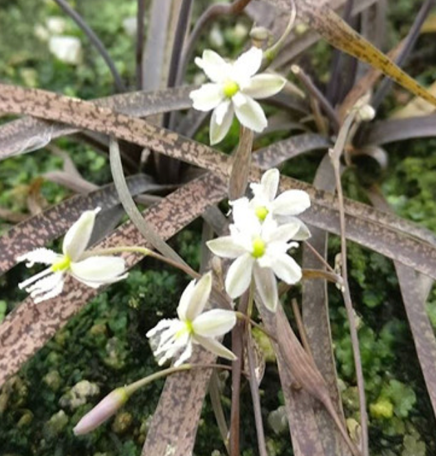 Arthropodium candidum