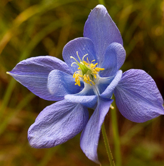 Aquilegia pyrenaica