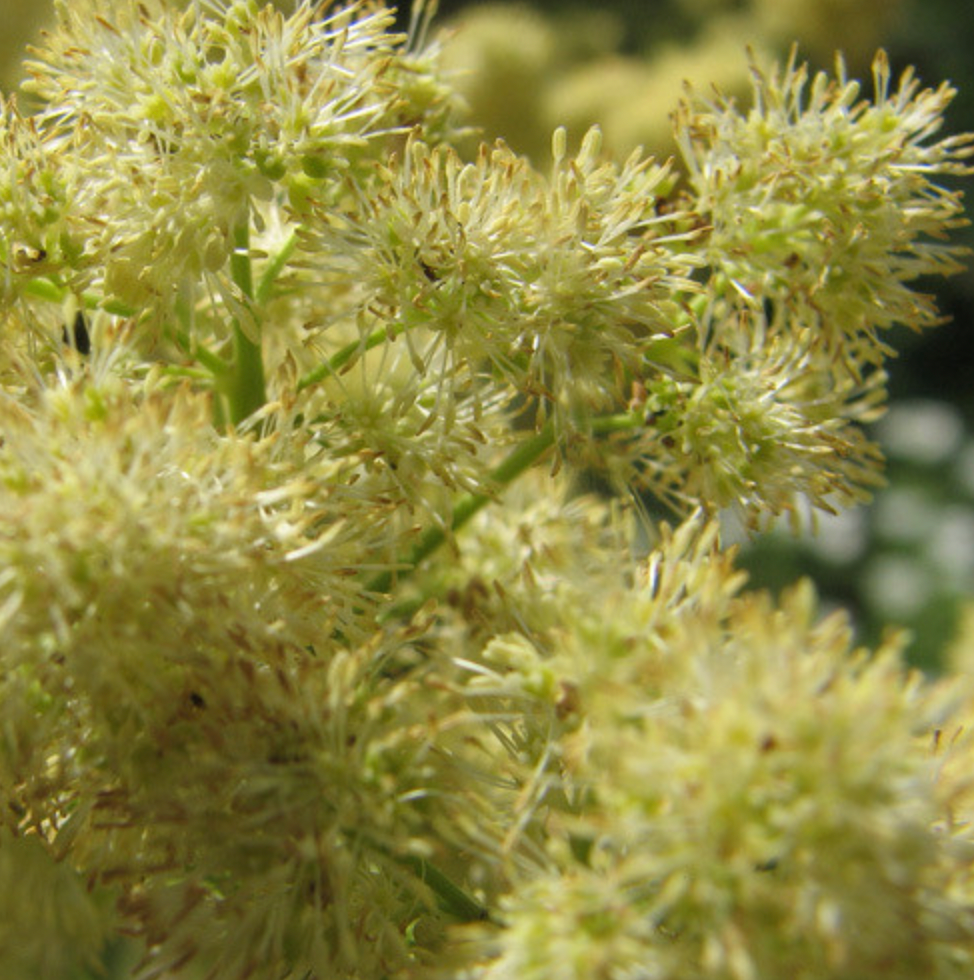 Thalictrum lucidum