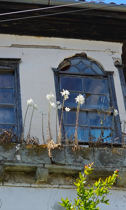 Lilium candidium
