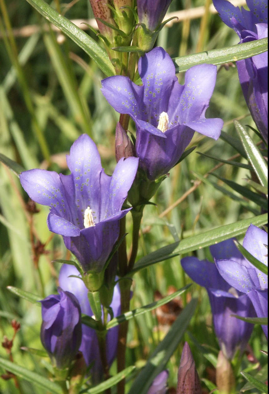 Gentiana pnumonanthe