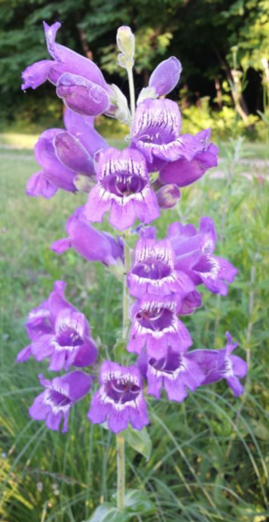 Penstemon cobaea