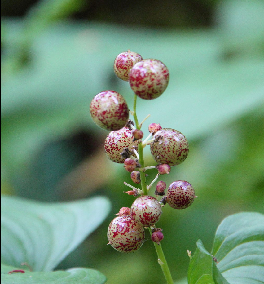 Maianthemum dilatatum