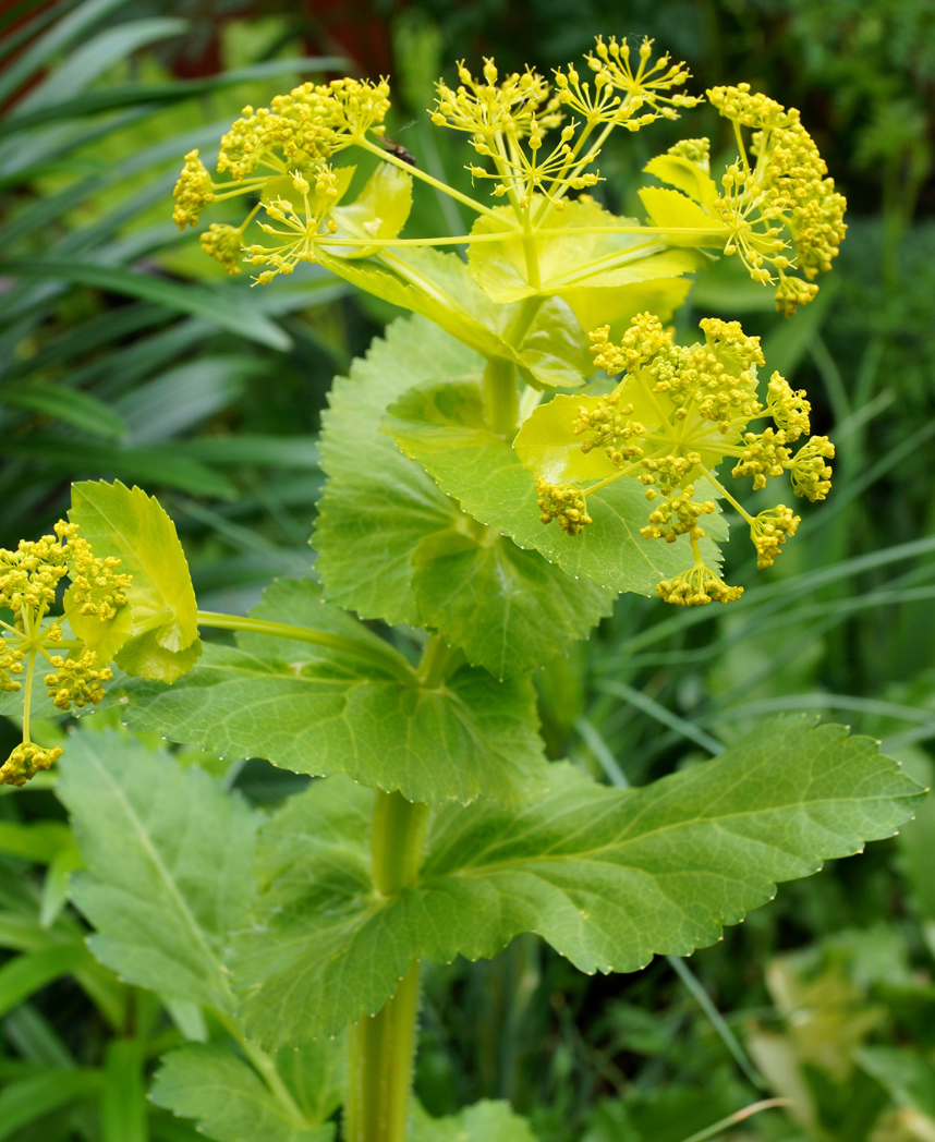 Smyrnium perfoliatum