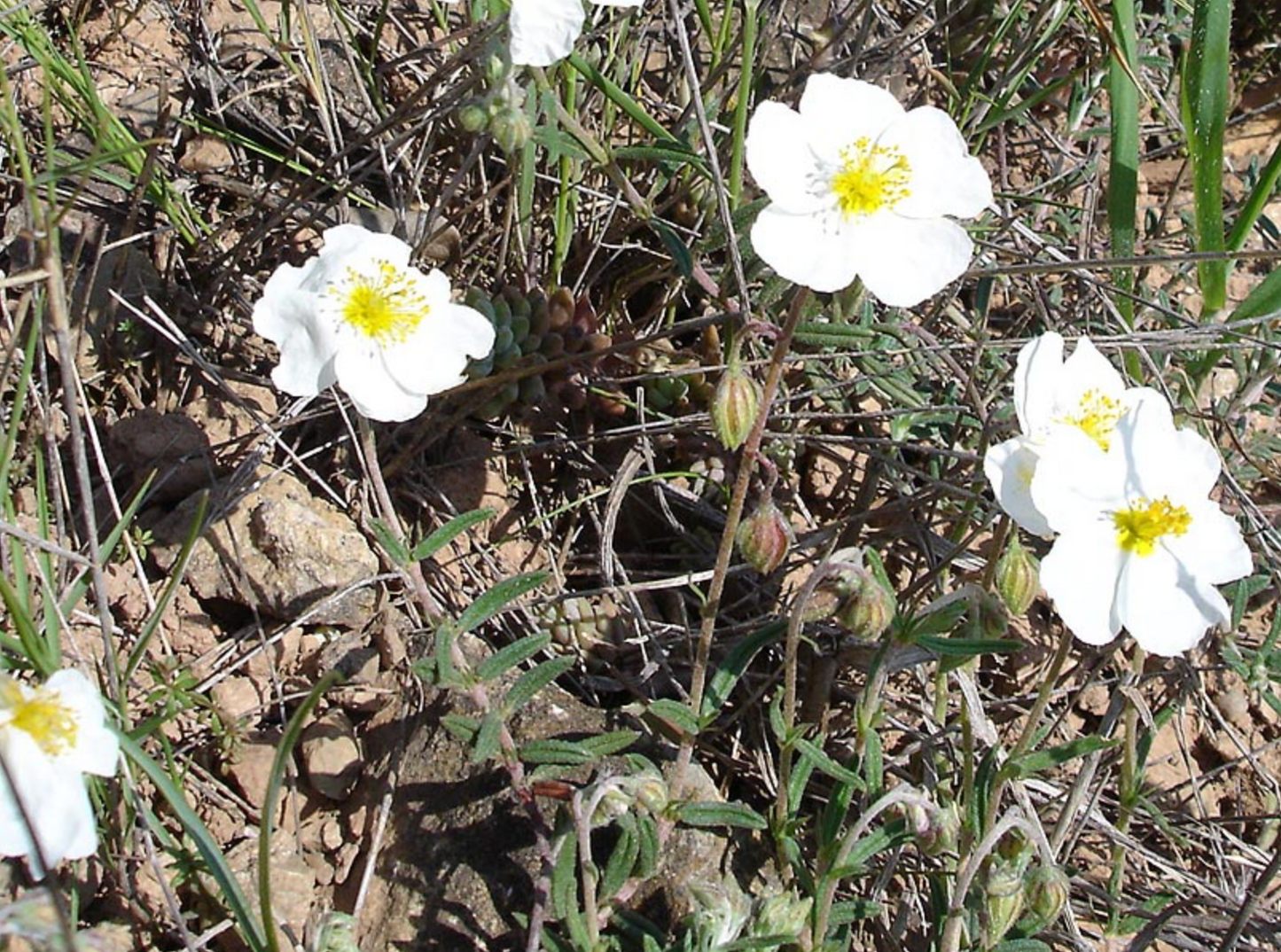 Helianthemum apenninum