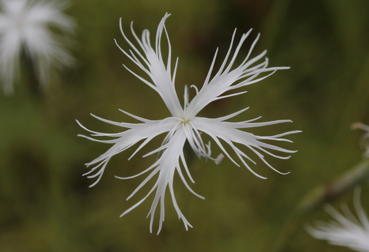 Dianthus petreaus