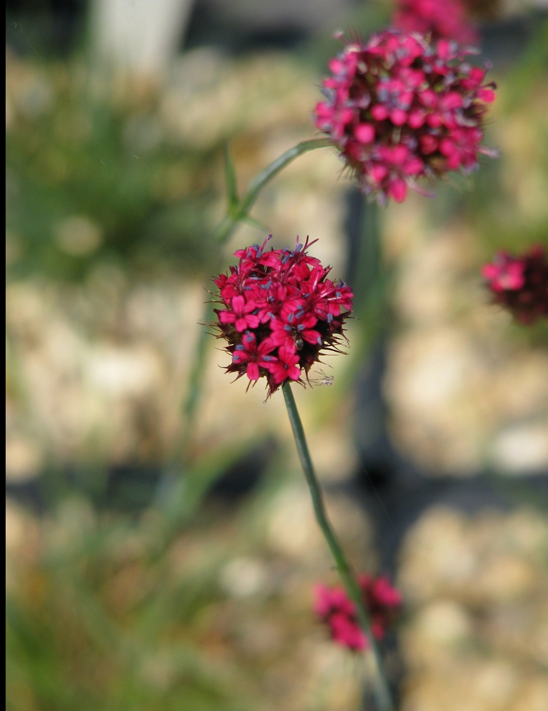 Dianthus pinafolius