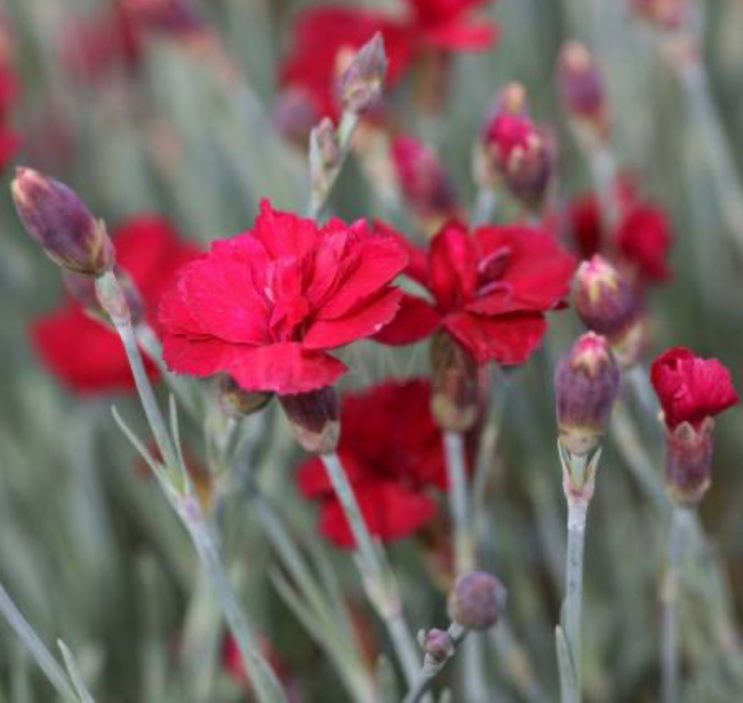 Dianthus 'Bombardier'