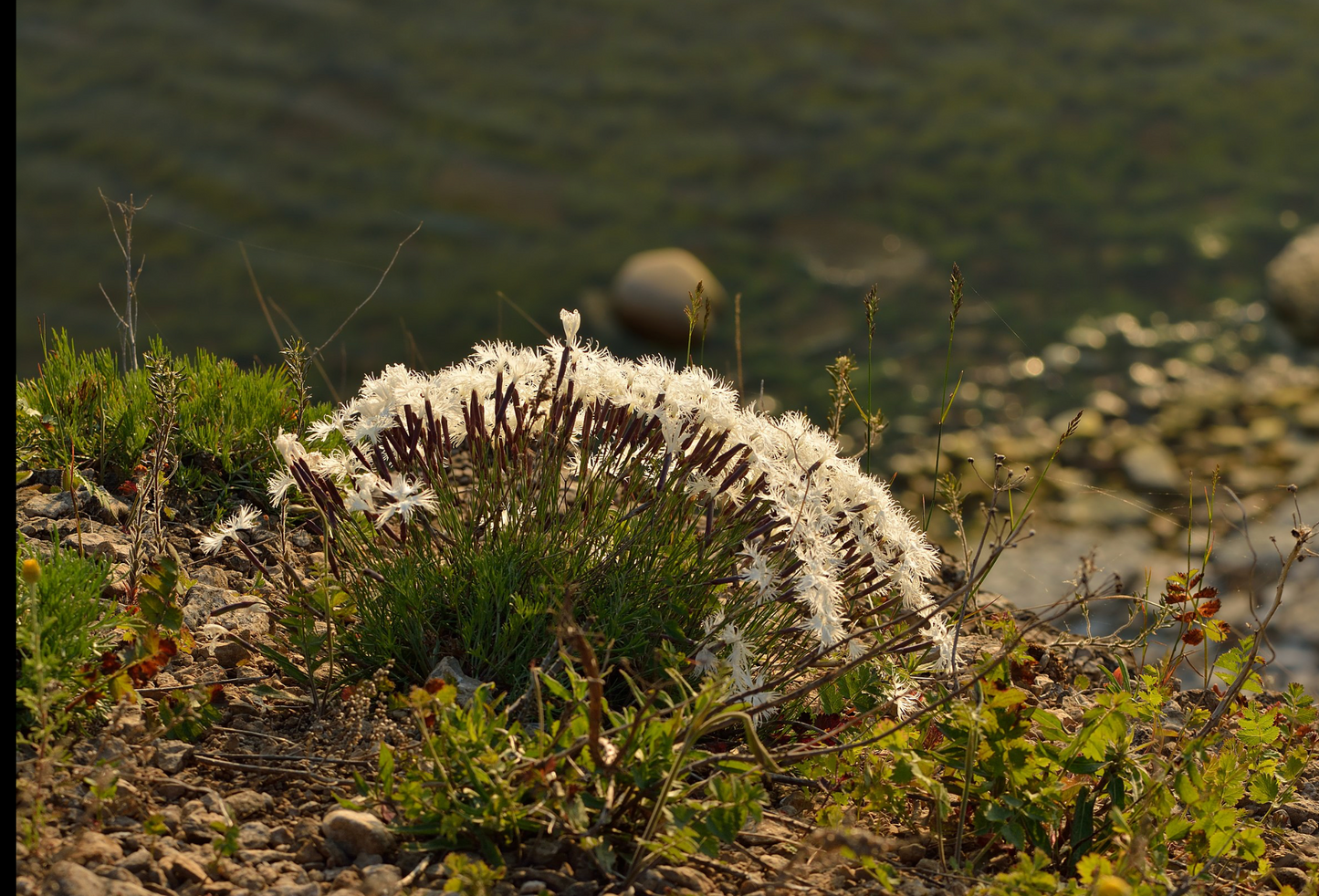 Dianthus arenarius