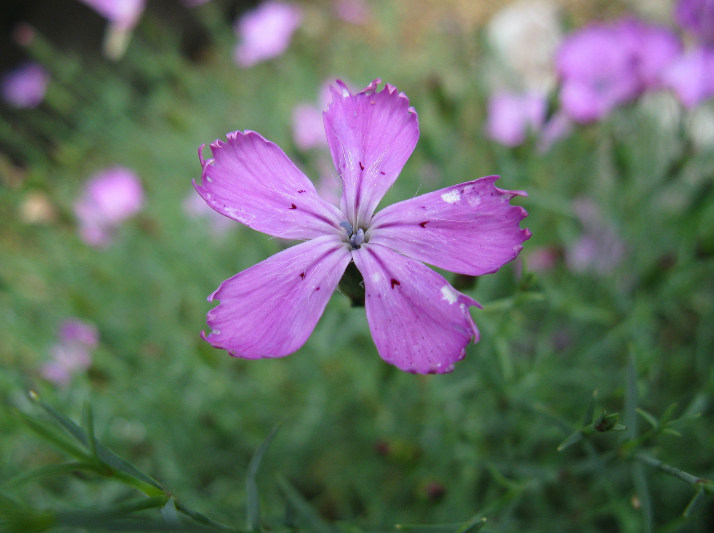 Dianthus nardiformis 