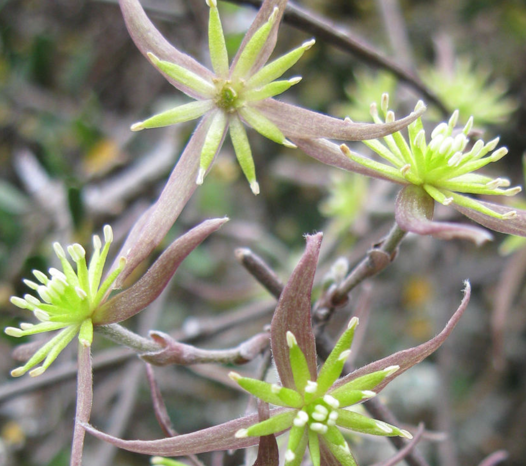 Clematis quadribracteolata