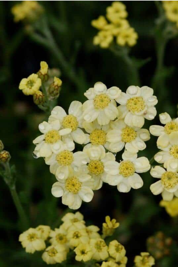 Achillea x lewisii