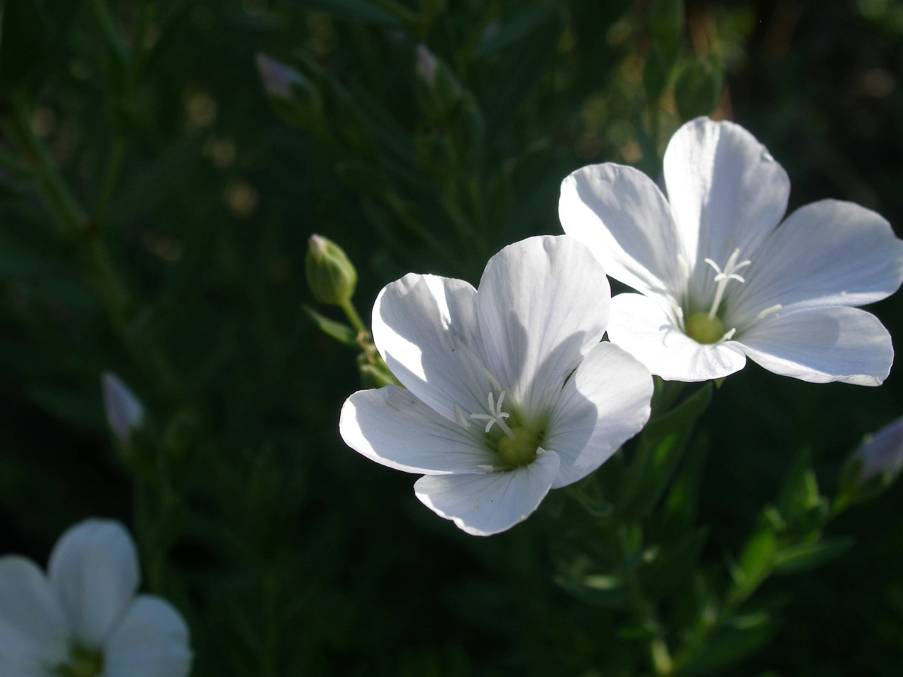 Linum monogynum