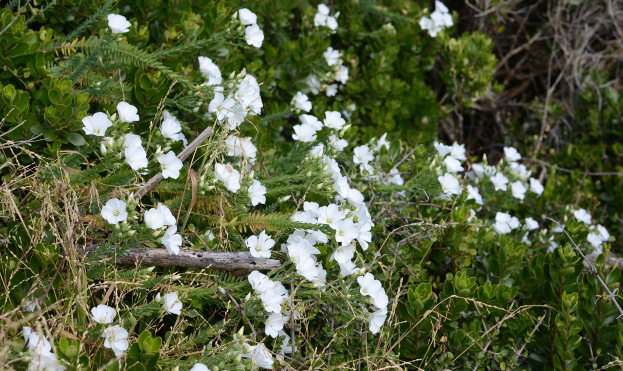 Linum monogynum